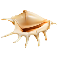 Seashell PNG