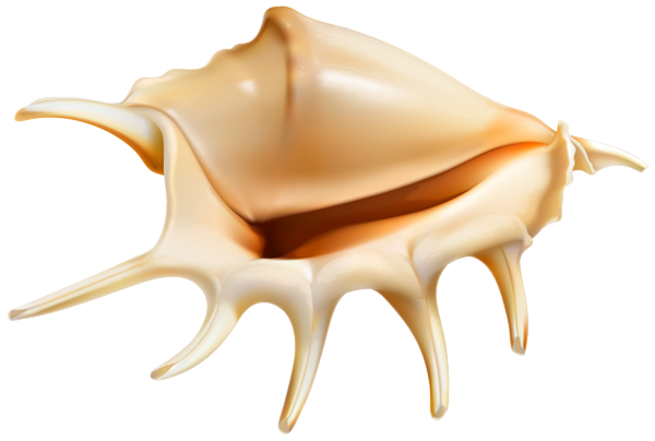 Seashell Transparent PNG Image