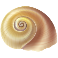 Seashell PNG