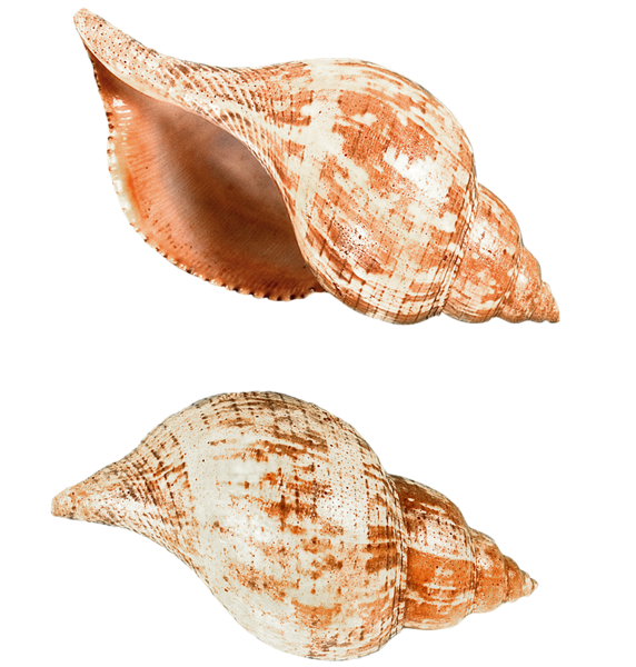 Seashell Transparent PNG Image