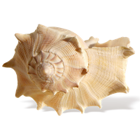 Seashell PNG
