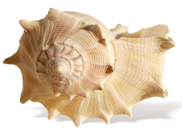 Seashell Transparent PNG Image