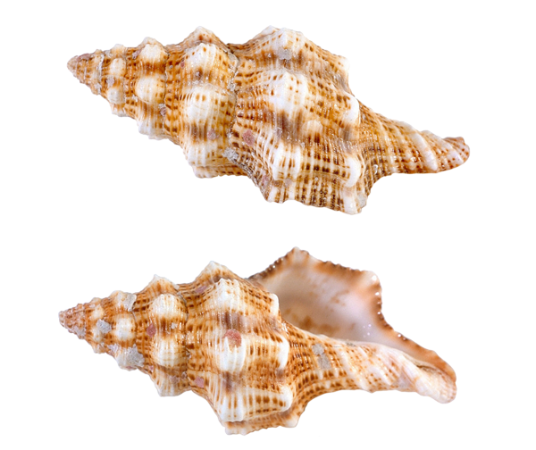 Seashell Transparent PNG Image