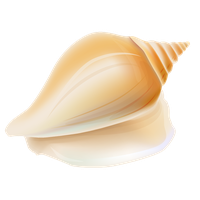Seashell Transparent PNG Image