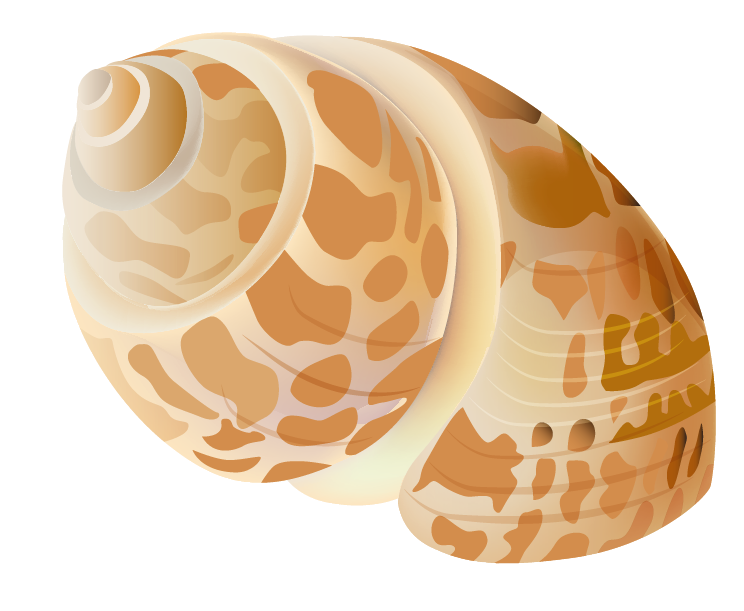 Seashell Transparent PNG Image