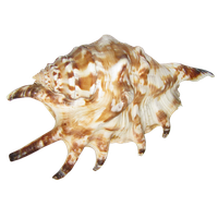 Seashell Transparent PNG Image