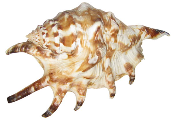 Seashell Transparent PNG Image
