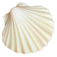 Seashell PNG