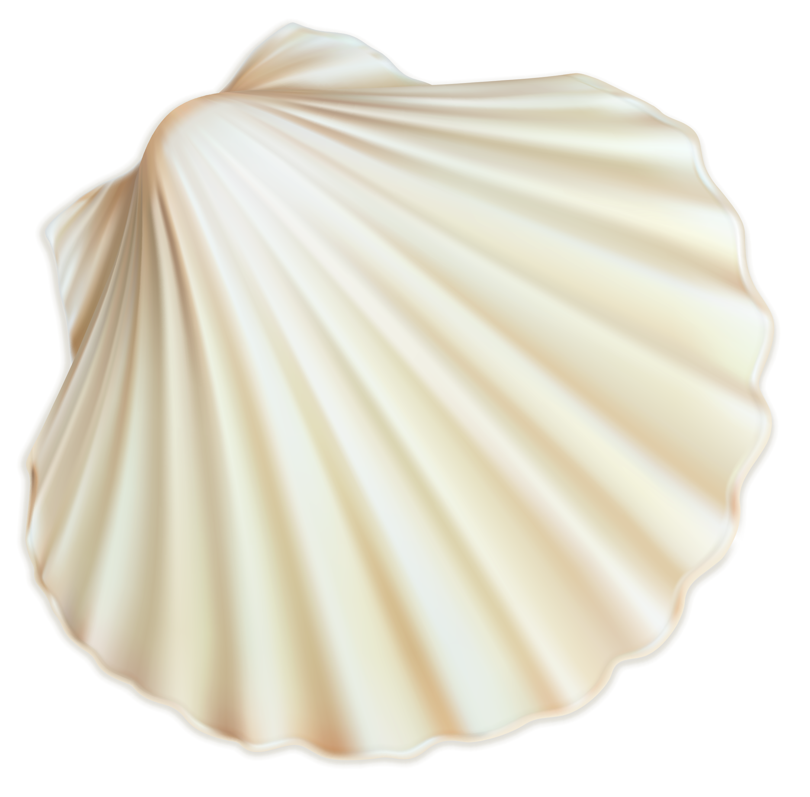 Seashell Transparent PNG Image