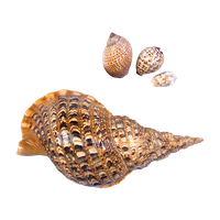 Seashell PNG