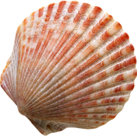 Seashell PNG