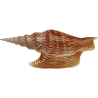 Seashell Transparent PNG Image