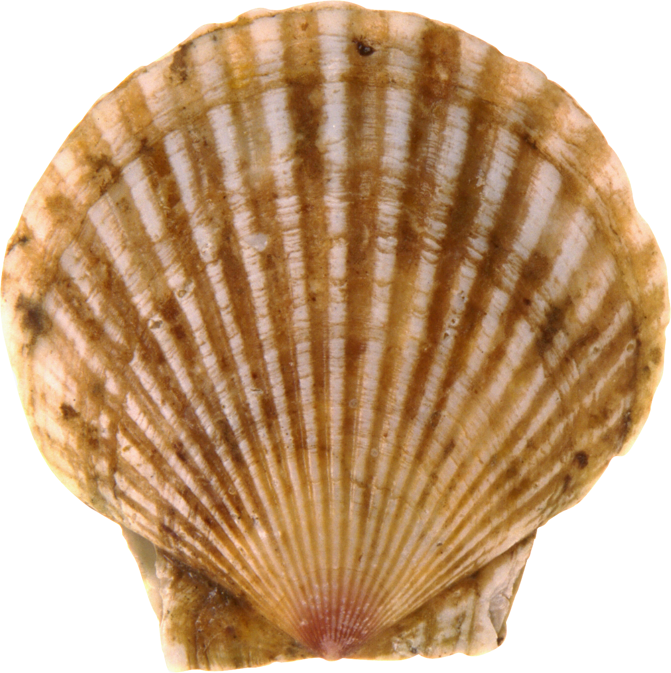 Seashell Transparent PNG Image