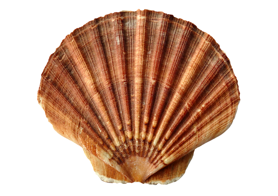 Seashell Transparent PNG Image