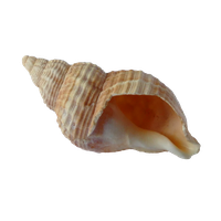 Seashell PNG