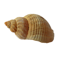 Seashell PNG