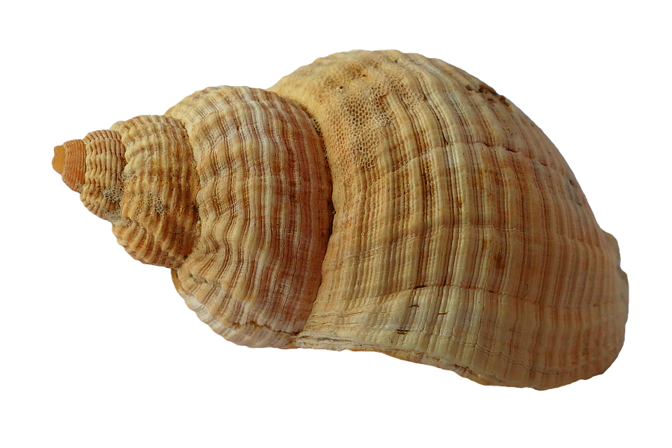 Seashell Transparent PNG Image
