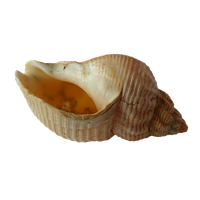 Seashell PNG Image