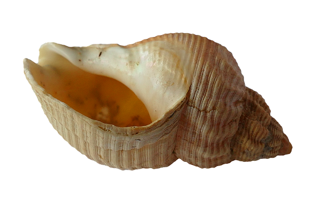 Seashell Transparent PNG Image