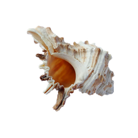 Seashell Transparent PNG Image