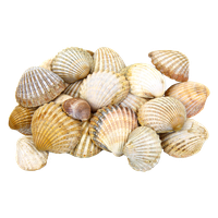 Seashell PNG