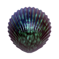 Seashell Transparent PNG Image