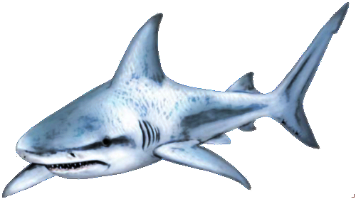 Shark Free Download Png PNG Image