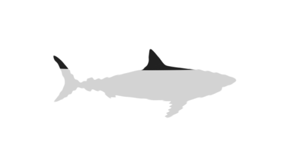 Megalodon Shark Aquatic Photos Free Transparent Image HQ PNG Image