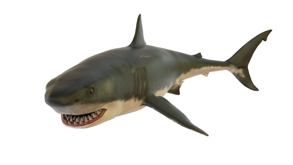 Megalodon Shark Aquatic Download HQ PNG Image