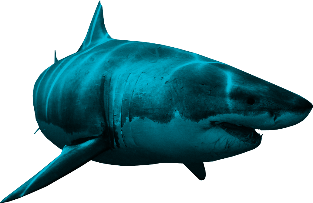 Shark Aquatic Nemo Download HD PNG Image