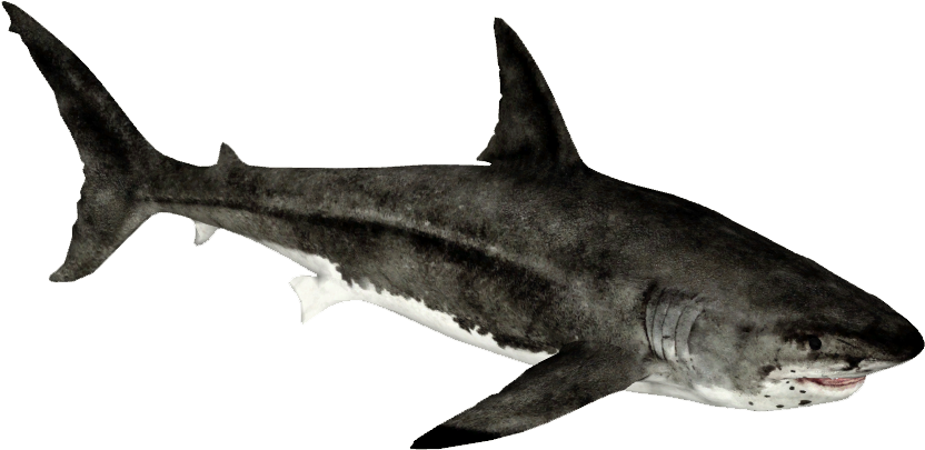 Big Shark Megalodon Free Clipart HD PNG Image