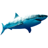 Blue Megalodon Shark PNG Download Free