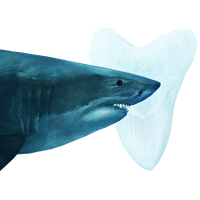 Megalodon Shark Face Free HQ Image