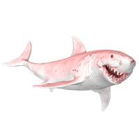 Megalodon Shark Face PNG File HD