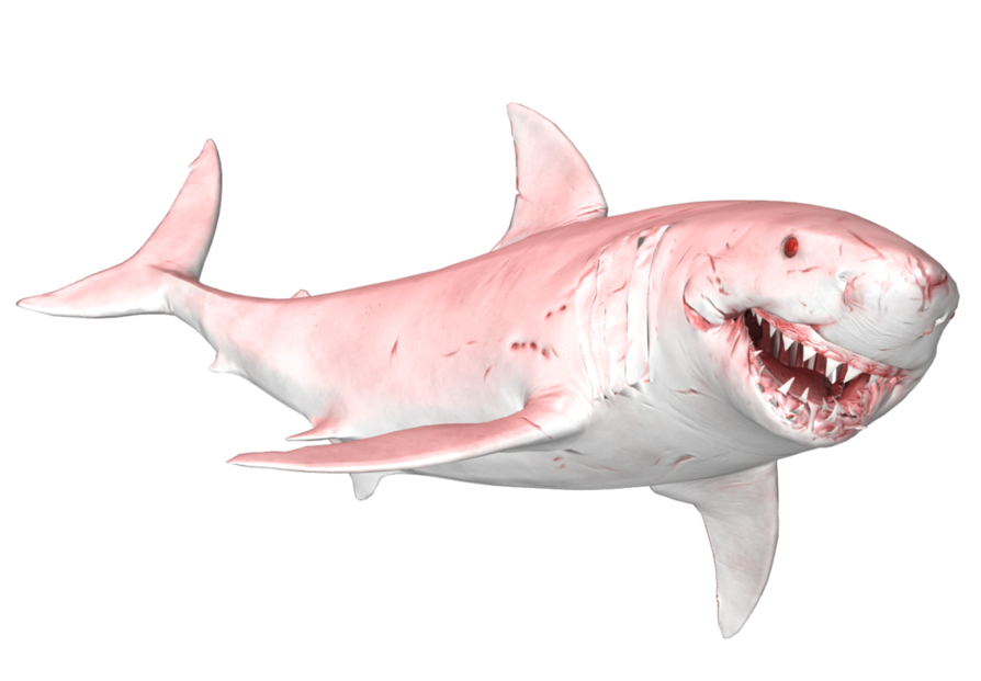 Megalodon Shark Face PNG File HD PNG Image