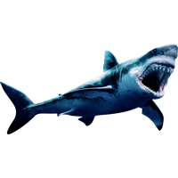 Megalodon Shark Face HQ Image Free