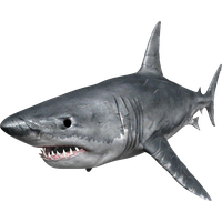 Megalodon Shark Face Free Clipart HQ