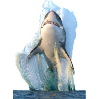 Megalodon Shark Photos Face Free PNG HQ