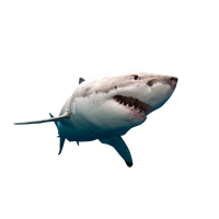 Megalodon Shark Pic Face Free PNG HQ