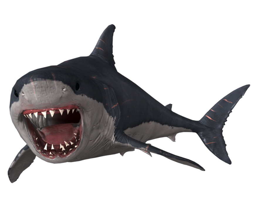 Megalodon Shark Face Free Transparent Image HQ PNG Image