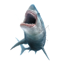 Megalodon Shark Face Free Download PNG HQ