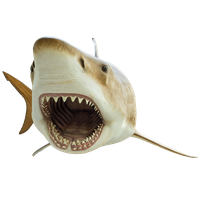 Megalodon Shark Face PNG File HD PNG
