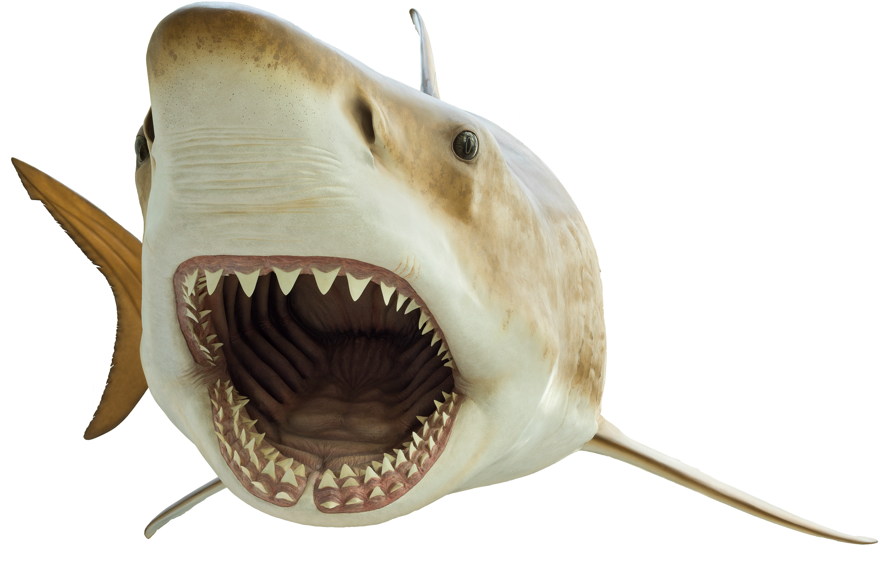 Megalodon Shark Face PNG File HD PNG Image