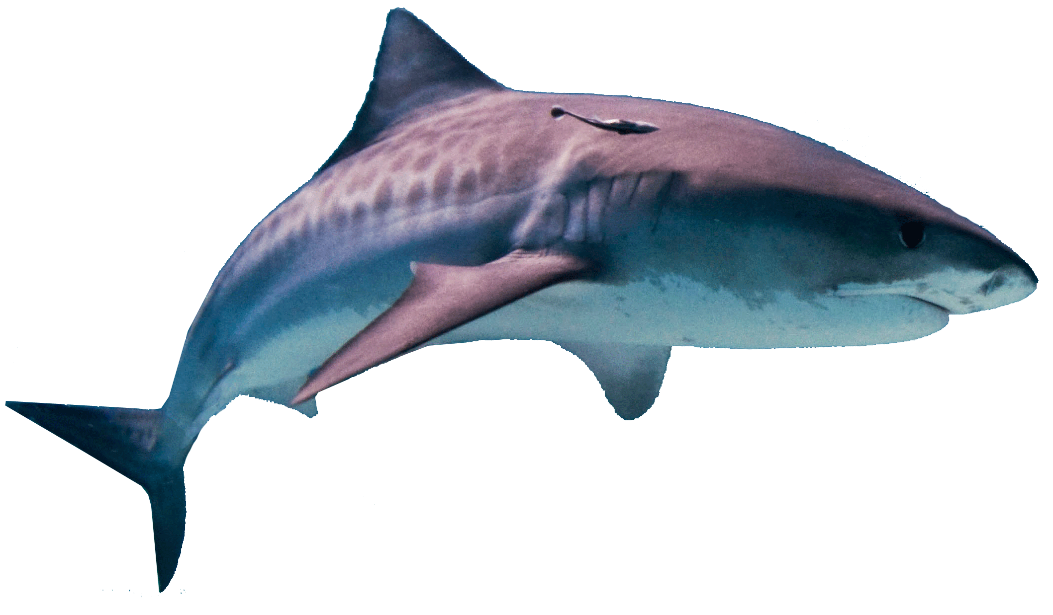 Megalodon Shark Pic Download Free Image PNG Image