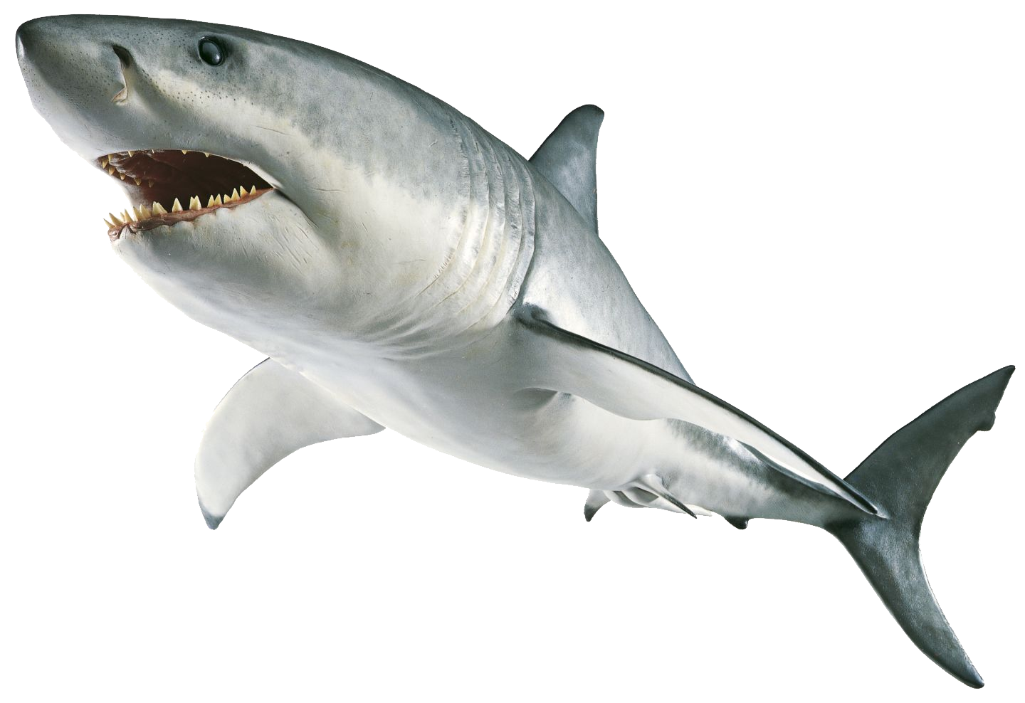 Megalodon Shark Download HQ PNG Image