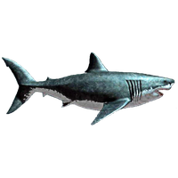 Megalodon Shark PNG File HD