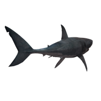 Shark Nemo PNG Download Free