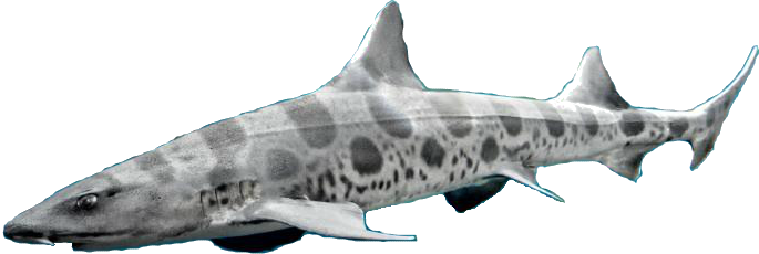 Real Shark Aquatic Free Transparent Image HD PNG Image