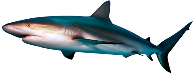 Real Shark Aquatic Download Free Image PNG Image