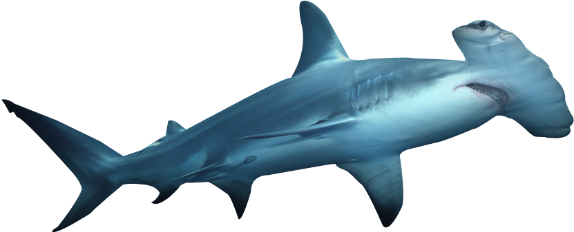 Real Shark Aquatic Download HQ PNG Image